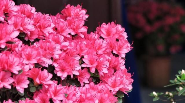  『更是』杜鹃属于名花,“高山杜鹃”更是名贵,开花更惊艳