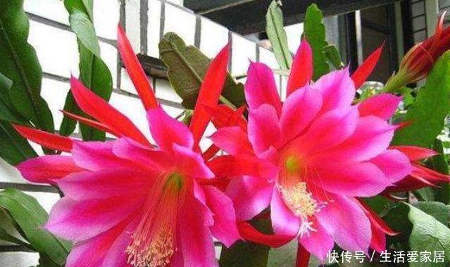  【漂亮】4种漂亮花，好养易活，花开不断，挤满整个阳台，你喜欢哪一种