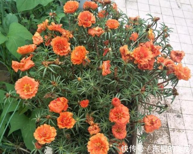  「花朵」太阳花养护技巧贴：开花、繁殖、养护，三大窍门让阳台变成花园