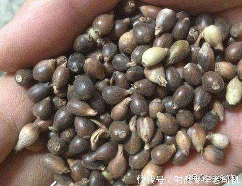 这种野草人称“来尿珠”，果子可以做工艺品，其根部可以拿来入药