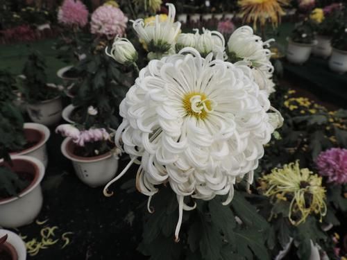  喜欢■喜欢菊花，不如养盆“上品名菊”白龙秀女，似翩翩仙女，妩媚动人