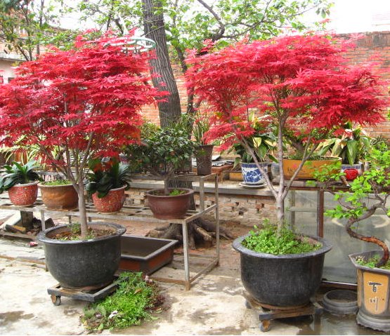  [庭院]在庭院里种上些花果，开花时显情调，结了果又经济实惠味道还好