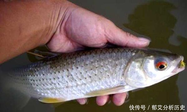  #试试#赤眼鳟的习性和垂钓技巧，没钓过赤眼鳟，可以试试这些方法！