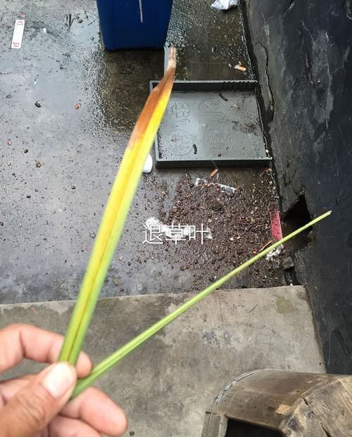  「错过」兰花退草还是兰花茎腐病？只需两个绝招，没判断错过