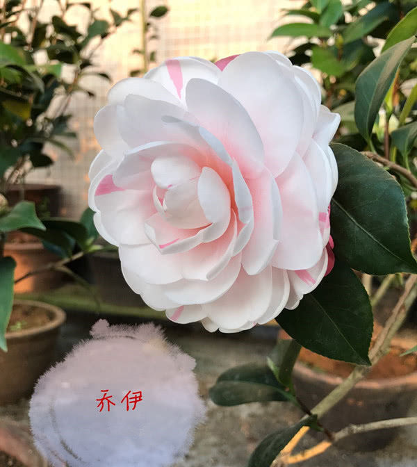 『一树多色花大色艳』中国产的世界名花,一树多色花大色艳,颜值不输“花中之王”!
