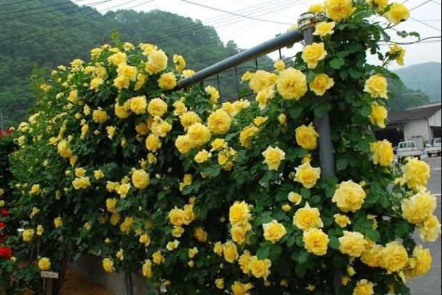  发现@无意间发现的花苗！花开时招蜂引蝶，阳台瞬间成小花园