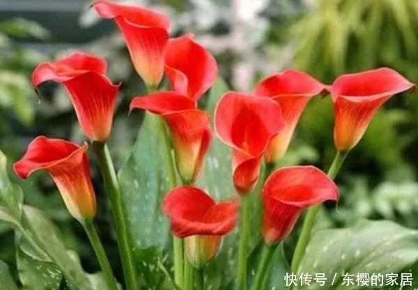 『天竺葵』这3种花,随便扔土里就能长成一片,尤其第三种,开花不断!