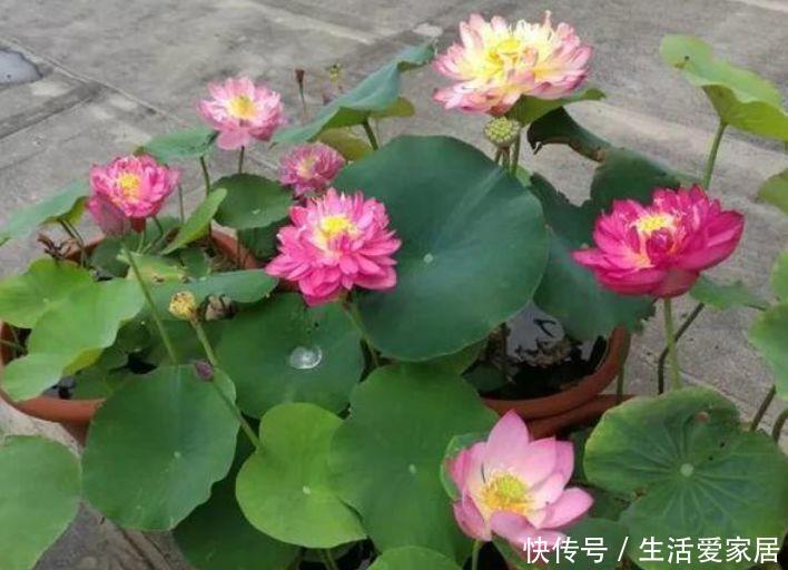  #朱瑾#夏天养花3种花怎么少，花美好养很耐晒，喜光喜水花期长，美爆了