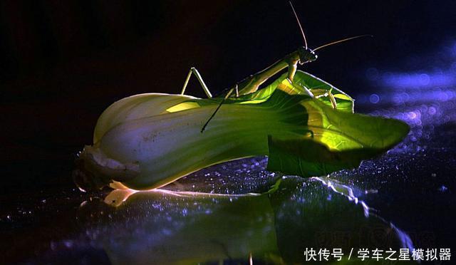  鲶鱼■鲶鱼如何好钓了解鲶鱼的习性，作钓鲶鱼不再难