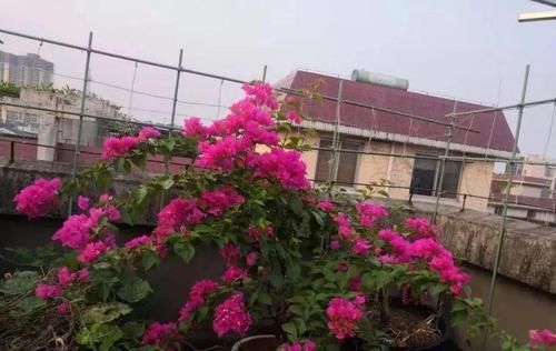  『喂喂』她在楼顶养花种菜，再喂喂鸡，日子过得悠闲又自在！