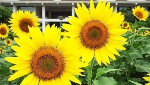  『阳光』这“花”有意思，花盘随太阳位置一直转，花大色艳，见阳光就开花