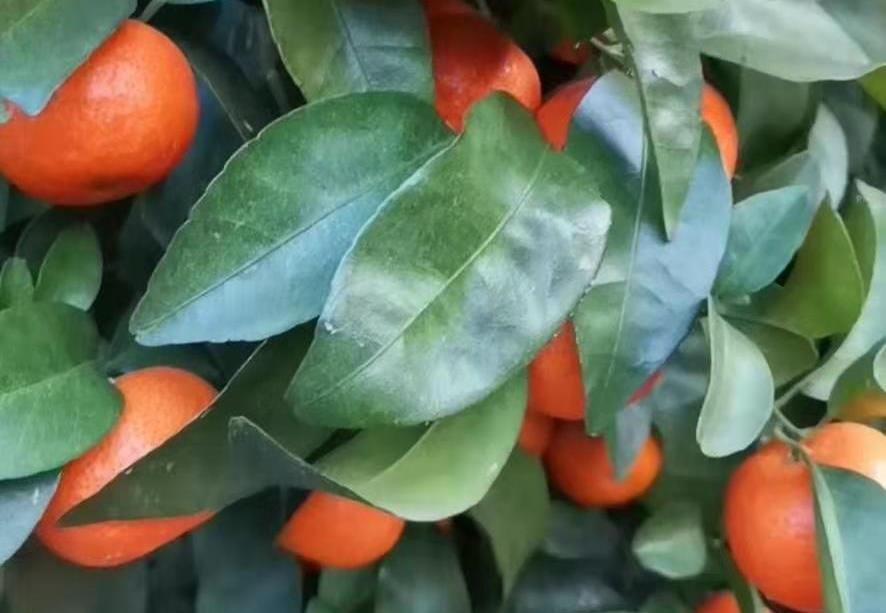  沃柑■砂糖橘产区白茫茫一片，产地销售不足一半，种植户如何走