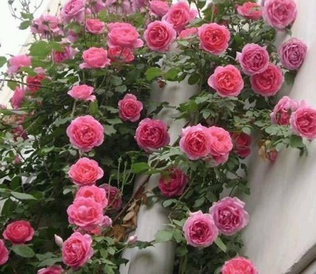  [拥有]想拥有属于自己的小花园，可不能少了这几种植物，漂亮还好养