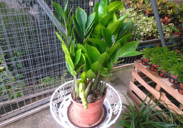 越养越:养花就养此3种,高贵大气上档次,颜色丰富开花爆盆,越养越喜欢