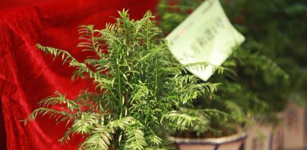  耷拉的现象|夏天盆栽红豆杉叶子容易耷拉？详解解决办法，叶子挺立才容易开花