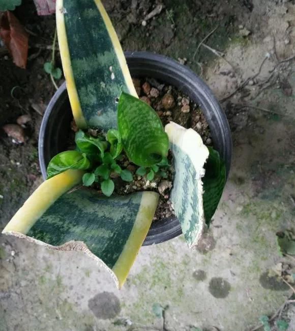  家里■这6种花,碰掉的叶片都能长出一盆,实在太好养,家里必须放一盆