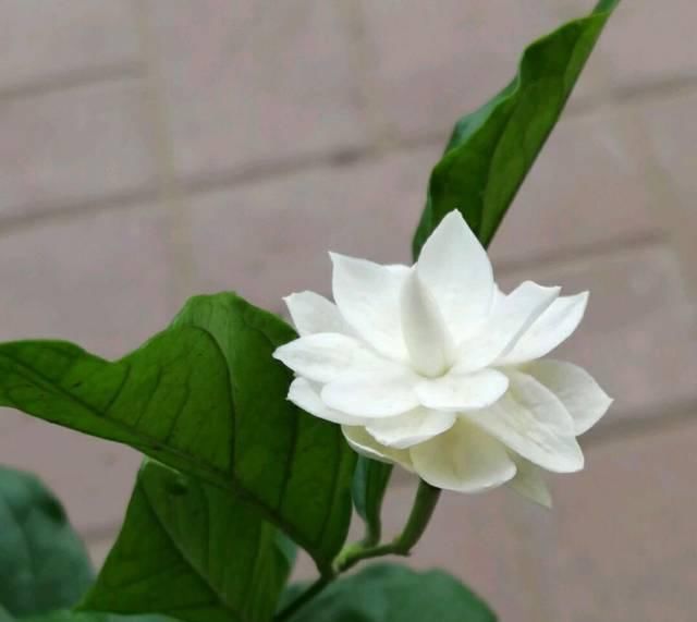  『盆土』茉莉花养护的四个关键点，修剪施肥有妙招，枝繁叶茂开花爆盆