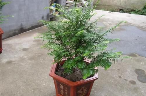  「养护」红豆杉造型优美，可净化空气，红豆杉养护要注意这4点