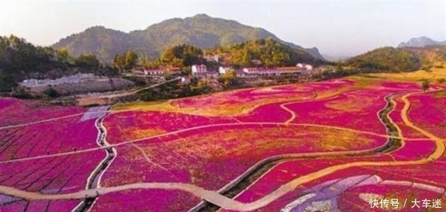 安徽深山里的花海世界：数百亩的连片粉黛乱子草，美得如梦如幻