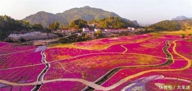 安徽深山里的花海世界:数百亩的连片粉黛乱子草,美得如梦如幻