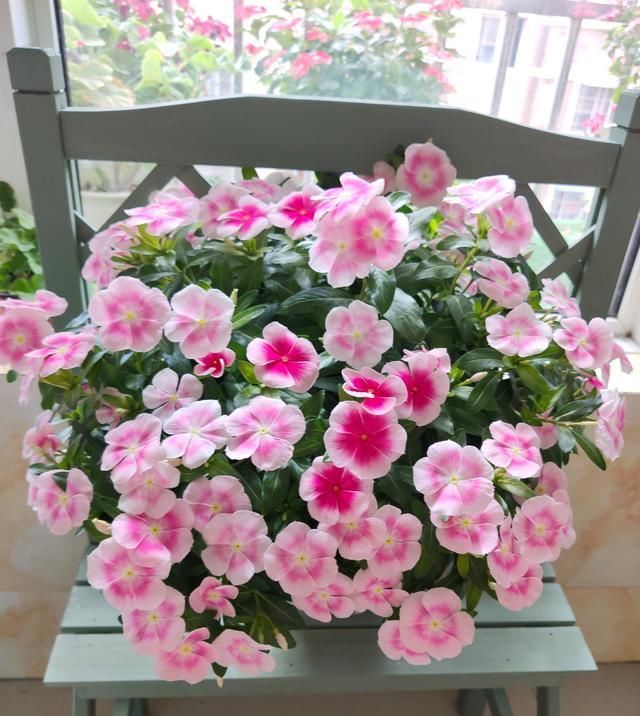 『室内』天天有花开,好看又好养,室内也能种,这种盆栽植物,很值得拥有