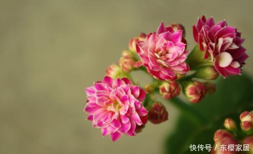  『抓紧』3种很“贵气”的花，华美有气质，房子小也要养一盆，抓紧入手