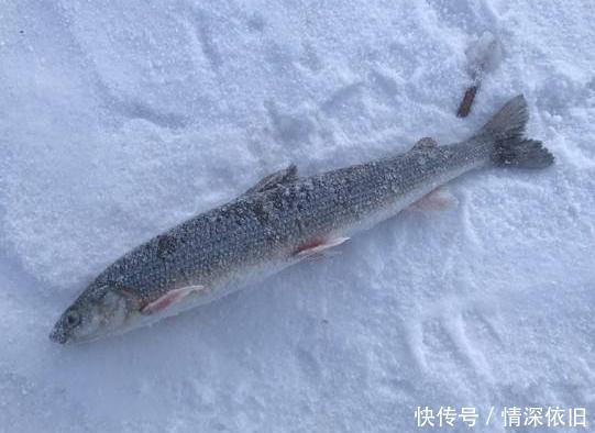 “战斗民族”有多野性？零下71度熊都扛不住，俄罗斯人度过了！