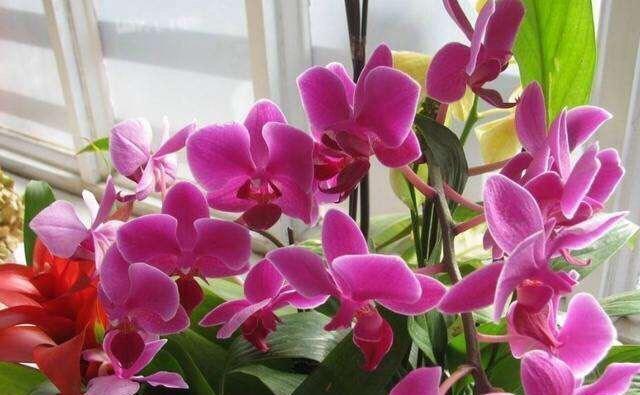 『空气湿度』养蝴蝶兰,记住“3点”,才能根系壮,花朵大,茎直立,花满枝