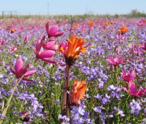 世界上最“任性”的沙漠，长满多肉和鲜花，还生长着近3000种植物