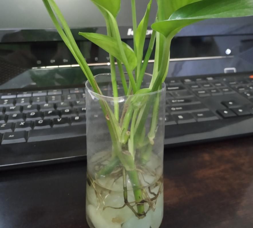  [枝条]徒长的枝条别浪费，栽土里就活，一周生根赚大了！