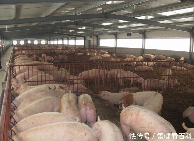  #养殖场#农村的养殖户注意，这3类养殖场或将被拆除，赶紧了解下