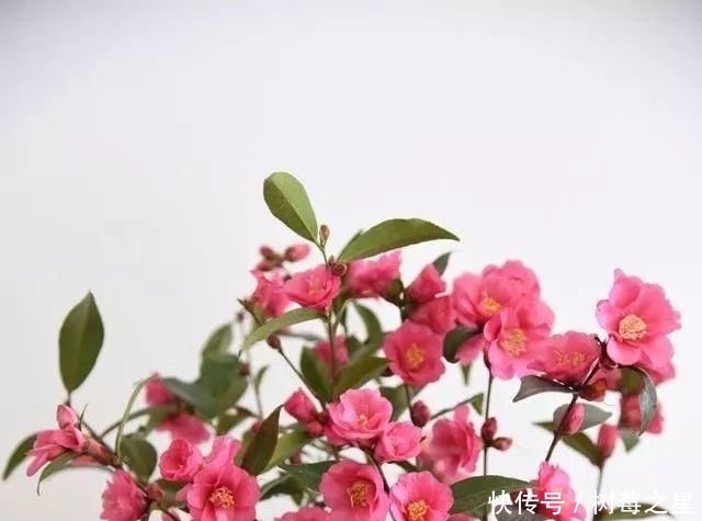  『打开』一朵花|一朵花茶，同时可以打开一百朵花