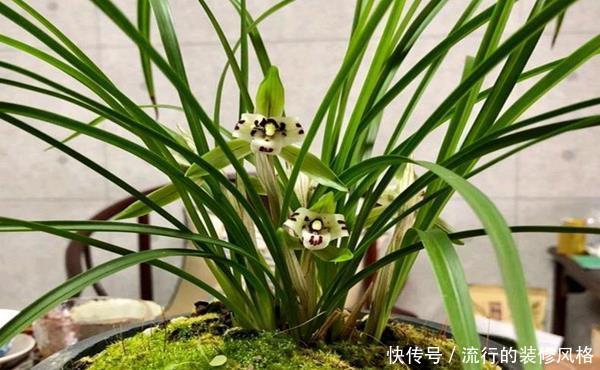  [合适]客厅电视柜养哪些绿植合适？花农都推荐它们，除甲醛一流还招财