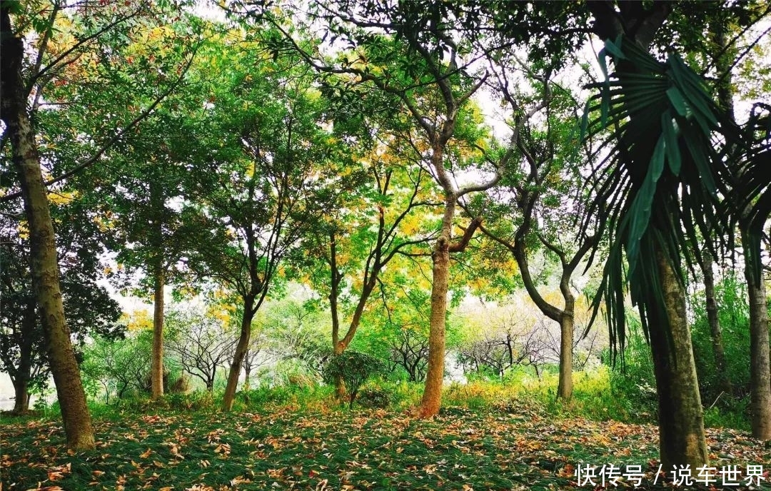 秋访西溪｜绝美湿地，水上人家