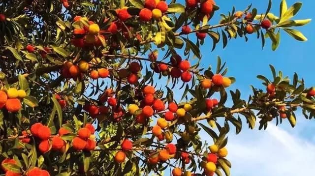 40岁大叔为钓鱼买下一座岛,改造破屋成海景房,真过瘾