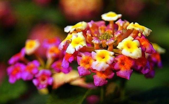 「阳台」养花就养3种“开花机器”,开花爆盆花量大,阳台宛如人间仙境