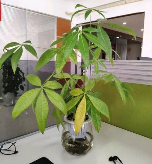 「养好」养好发财树,这几个“细节”要注意,不能疏忽,小心黄叶子