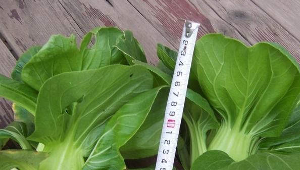  「种菜」在阳台花盆里种水果，果树下面种菜，收获好意外