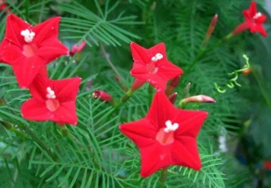  『迷人』芳菲四月，家养这几款小花，繁花锦簇，开成小花海，花朵烂漫迷人