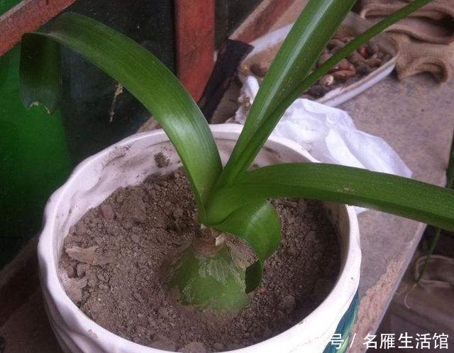  万年青@养殖虎眼万年青该怎么浇水？弄清前提、时机，植株越长越旺