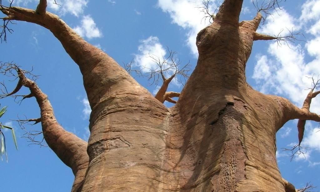 世界上“最大”的树，已经存在了6000多年，里面竟开了一个酒吧！