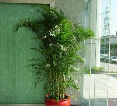  『灰尘』4种花能吸附灰尘、造氧气，再贵也得在家中摆1盆，花越养人越健康