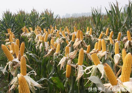 农村土地丢荒，以下四大原因，说明为何农民不愿意种地