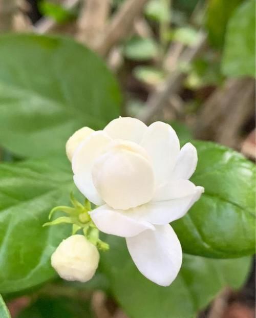  驱蚊■4种花闻着香，常年散发香味，还是捕蚊高手