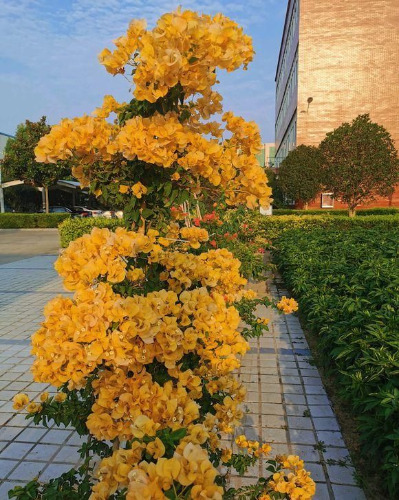  三角梅：见过“三花聚顶”吗，三角梅的枝头，掐一掐一变三，瞬间开满盆