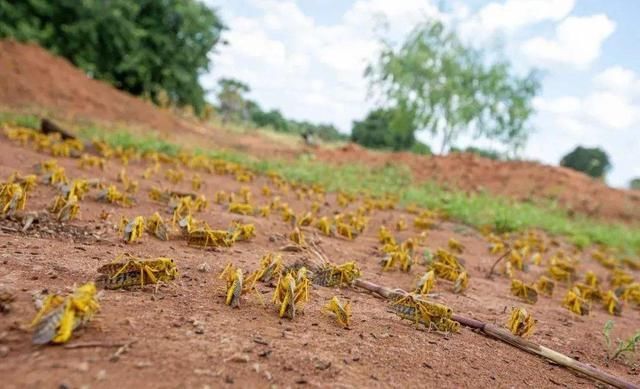  【告急】蝗灾告急，巴铁进入紧急状态，中国10万只麻鸭即将抵达战场