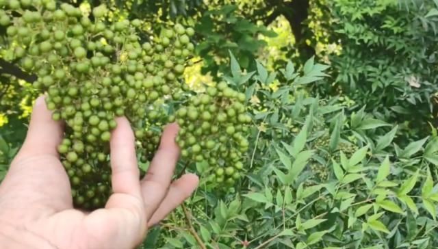  【花椒】一大串果实长得像花椒，叶片尖尖却像竹叶，老农都说它