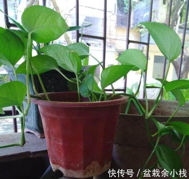 留言@花友留言:家里绿萝不好养?别怕,多关注3方面问题各个击破