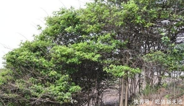  「发现」从前被农民当柴火烧的树木，如今被发现它树芯含金，价