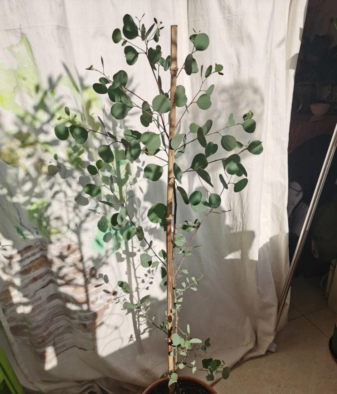  家里■今年流行的小众花，家里养1盆，特别有气质！